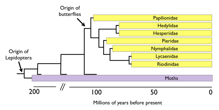 evolutionary chart