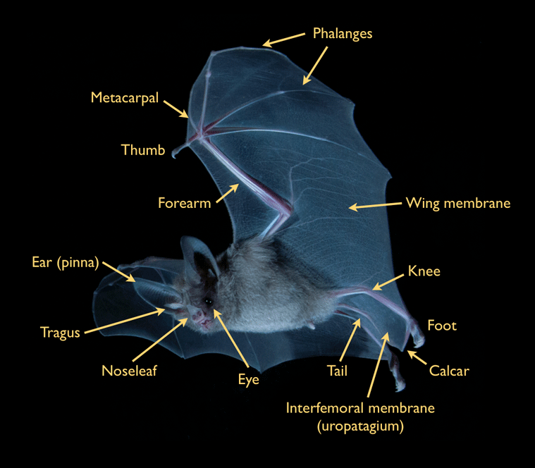 Síntomas Meseta Perth Blackborough bat physical characteristics ...