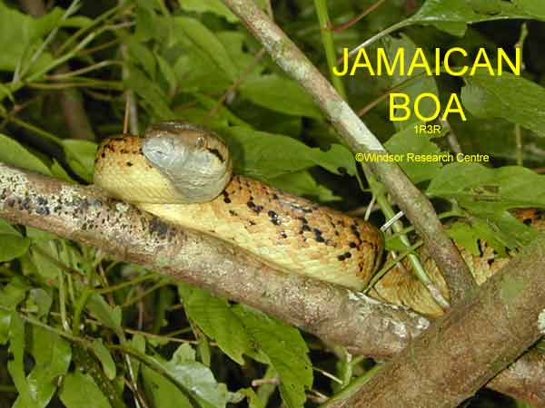 Jamaican Boa Epicrates subflavus