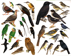 Endemic birds of Jamaica