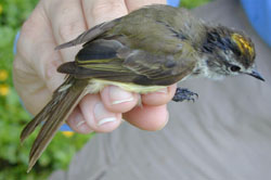 photo of Jamaican Elaenia