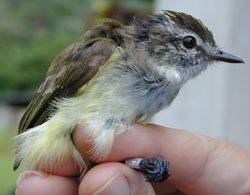 photo of Jamaican Elaenia